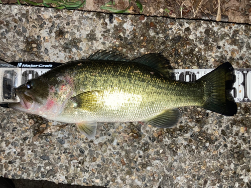 ブラックバスの釣果