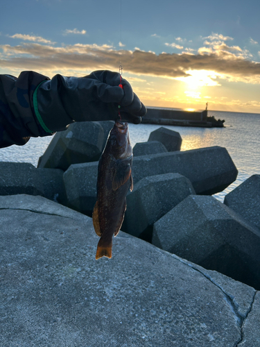 アイナメの釣果