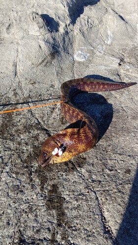 ウツボの釣果