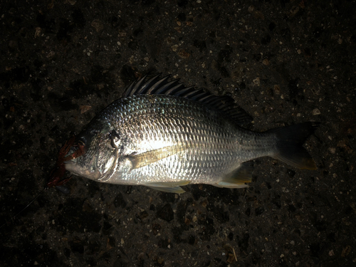 キビレの釣果