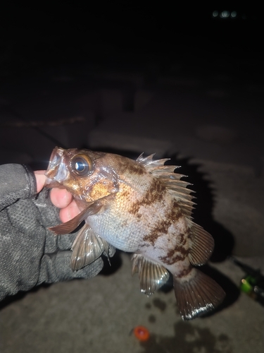 メバルの釣果