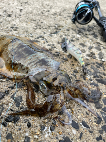 アオリイカの釣果