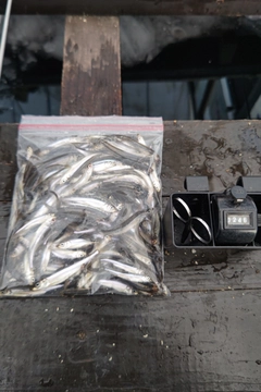 ワカサギの釣果