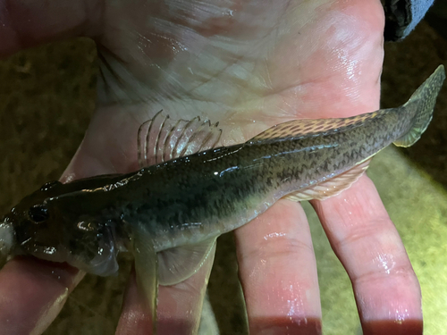 マハゼの釣果