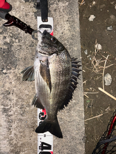 クロダイの釣果