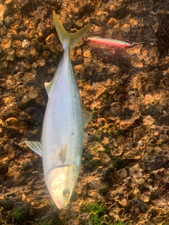 ハマチの釣果