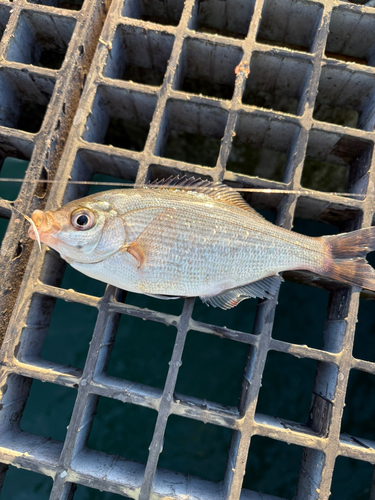 ウミタナゴの釣果