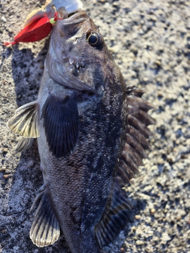 クロソイの釣果