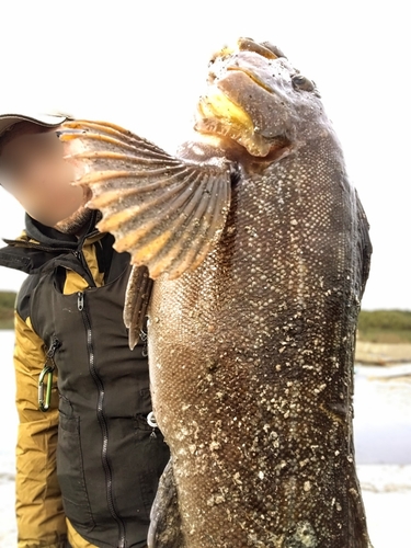 アイナメの釣果