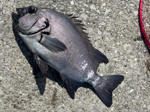 イシダイの釣果