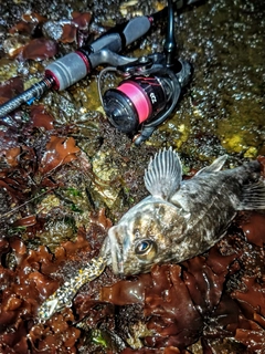 クロソイの釣果