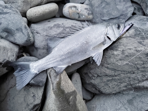 ヒラスズキの釣果