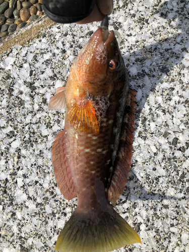 ホシササノハベラの釣果