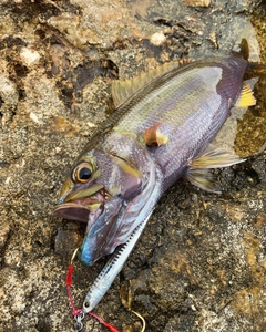 イシフエダイの釣果