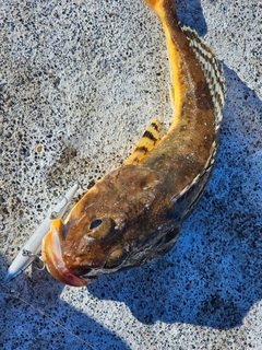 カジカの釣果