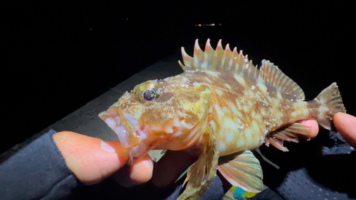 カサゴの釣果