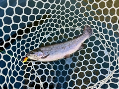 トラウトの釣果