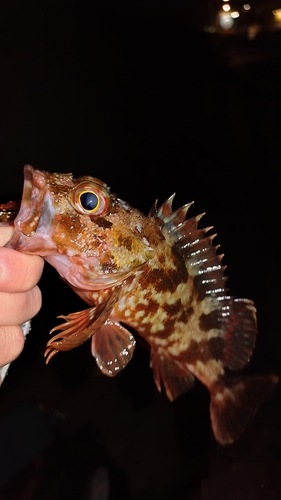 カサゴの釣果