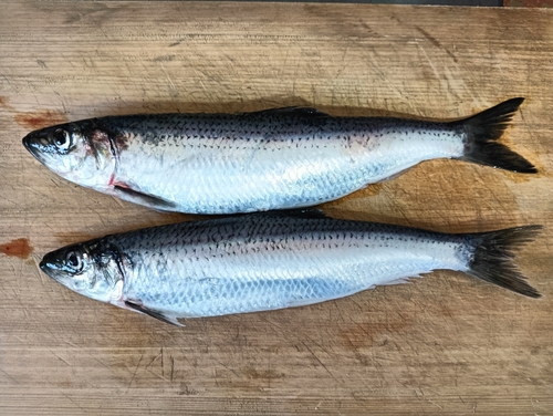 ニシンの釣果