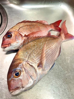 マダイの釣果