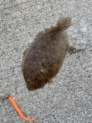 ガンゾウビラメの釣果