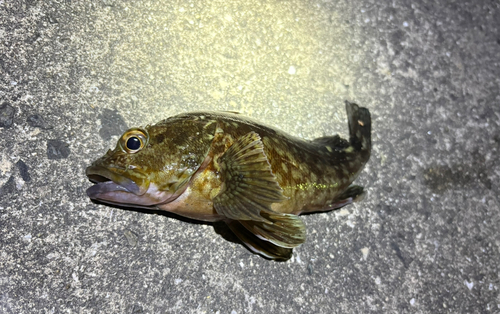 カサゴの釣果