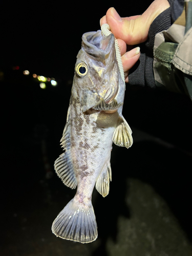 ソイの釣果