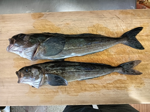 ホッケの釣果