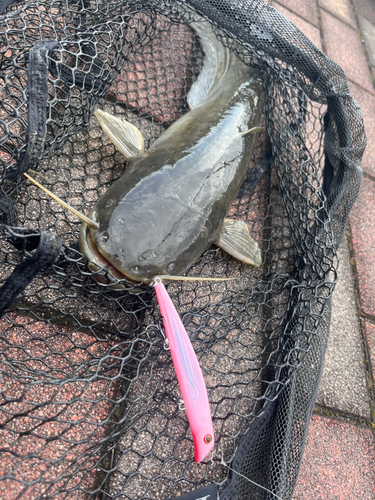 ニホンナマズの釣果