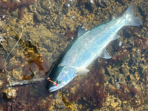 サクラマスの釣果