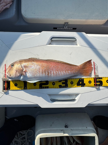 シロアマダイの釣果