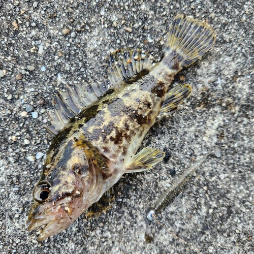 タケノコメバルの釣果