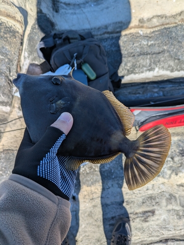 カワハギの釣果