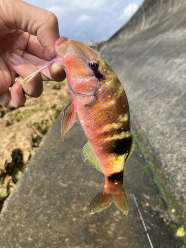 オジサンの釣果