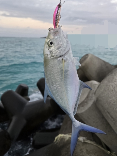 カスミアジの釣果