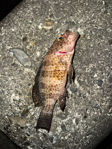 オオモンハタの釣果