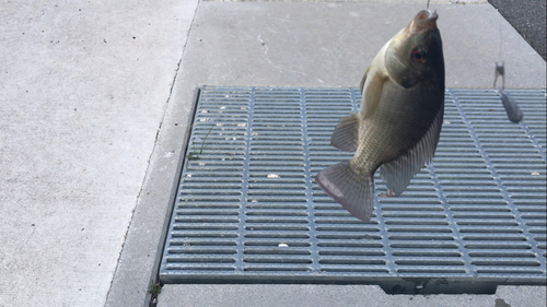 ナイルティラピアの釣果