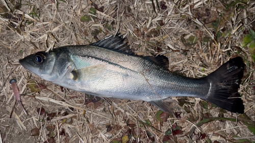 衣浦湾