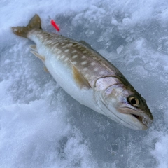 アメマスの釣果