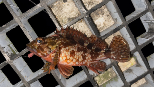 カサゴの釣果