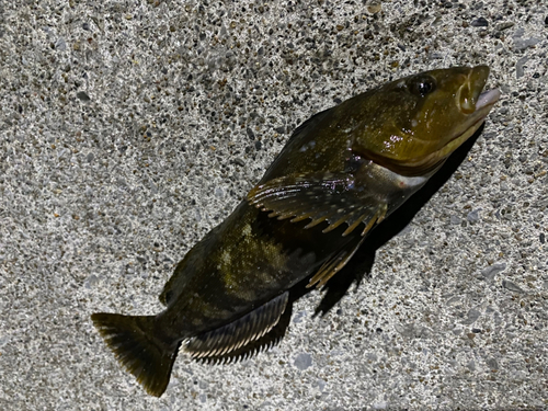 アイナメの釣果