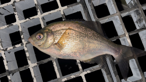 ウミタナゴの釣果