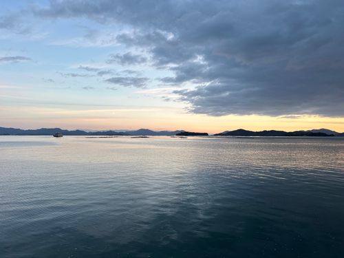 シロメバルの釣果