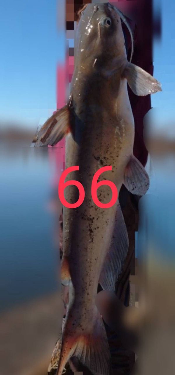 アメリカナマズ