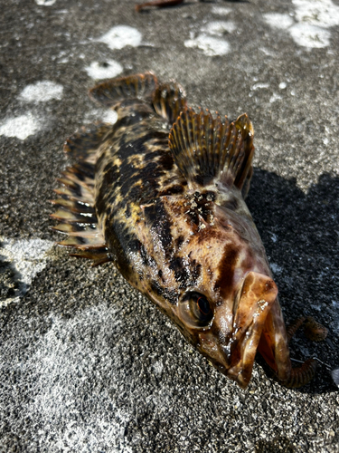 タケノコメバルの釣果