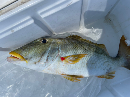 ムネアカクチビの釣果