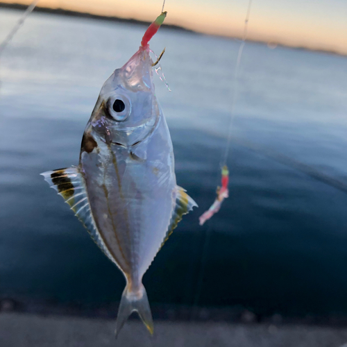 サッパの釣果