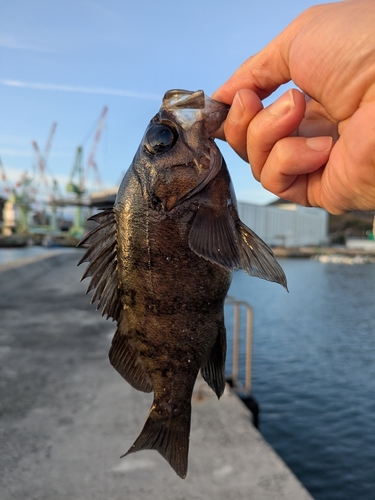 しまなみ海道