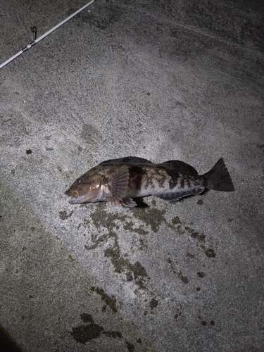 アイナメの釣果