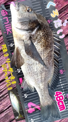 クロダイの釣果